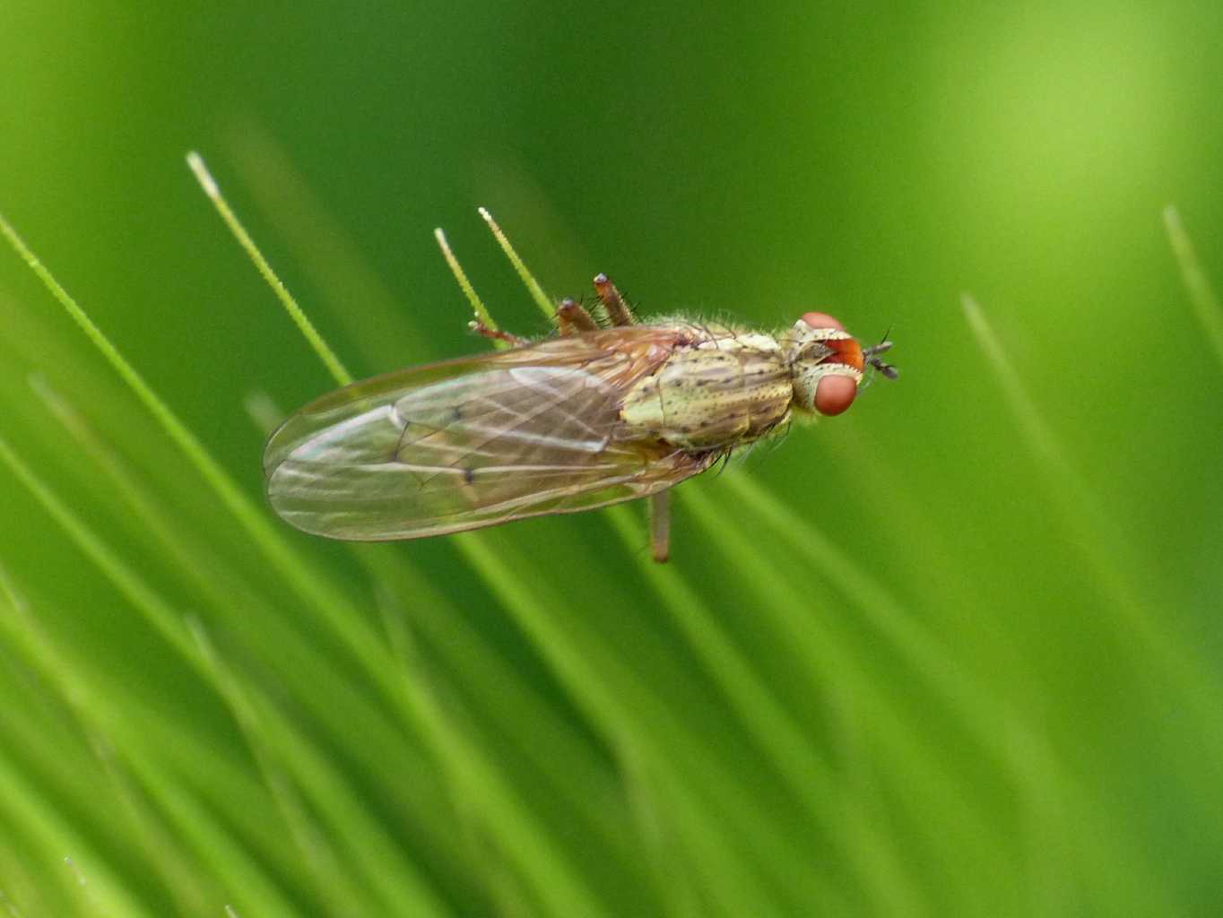 Scatophaga stercoraria (maschi e femmine?)